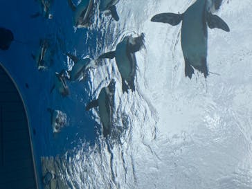 サンシャイン水族館に投稿された画像（2020/7/5）