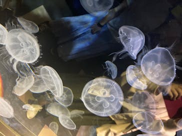 サンシャイン水族館に投稿された画像（2020/7/5）