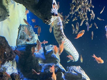 サンシャイン水族館に投稿された画像（2020/7/5）