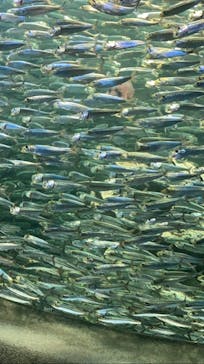 サンシャイン水族館に投稿された画像（2020/7/5）