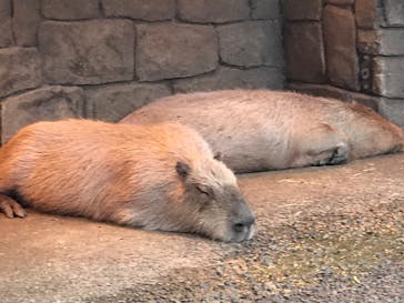 伊豆シャボテン動物公園に投稿された画像（2020/7/5）