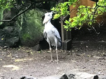伊豆シャボテン動物公園に投稿された画像（2020/7/5）