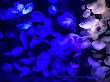 マリンワールド海の中道に投稿された画像（2020/7/5）