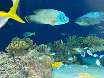 マリンワールド海の中道に投稿された画像（2020/7/5）