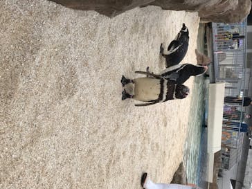 大分マリーンパレス水族館 「うみたまご」に投稿された画像（2020/7/5）