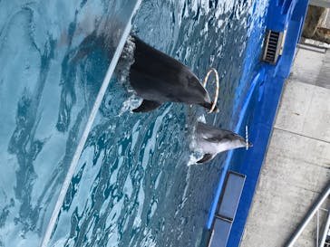 大分マリーンパレス水族館 「うみたまご」に投稿された画像（2020/7/5）