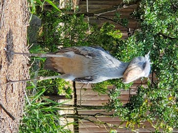 神戸どうぶつ王国に投稿された画像（2020/7/5）