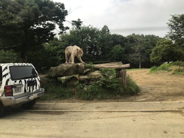 群馬サファリパークに投稿された画像（2020/7/5）