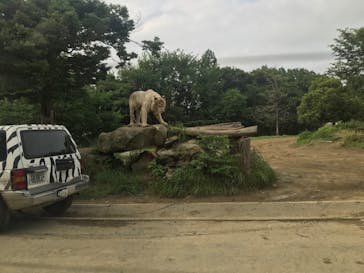 群馬サファリパークに投稿された画像（2020/7/5）