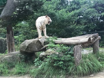 群馬サファリパークに投稿された画像（2020/7/5）