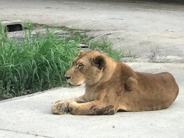 群馬サファリパークに投稿された画像（2020/7/5）