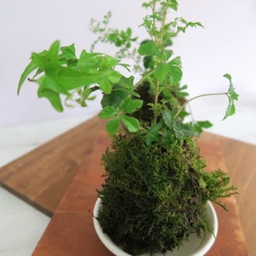 Florilege（フロリレージュ）に投稿された画像（2020/7/5）