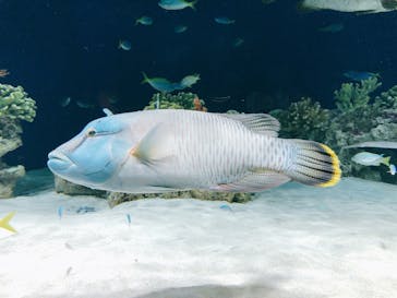 マリンワールド海の中道に投稿された画像（2020/7/6）