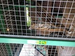 しろとり動物園に投稿された画像（2020/7/6）