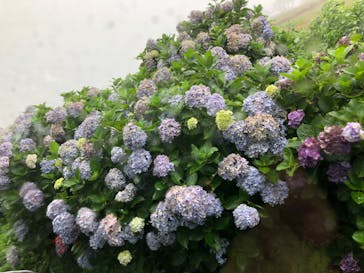 マザー牧場に投稿された画像（2020/7/8）