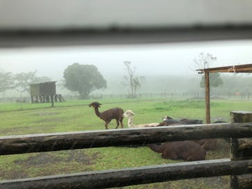 マザー牧場に投稿された画像（2020/7/8）