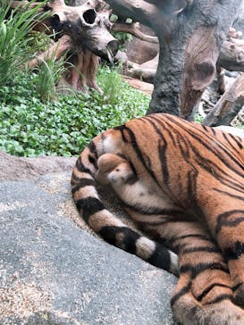 神戸どうぶつ王国に投稿された画像（2020/7/8）