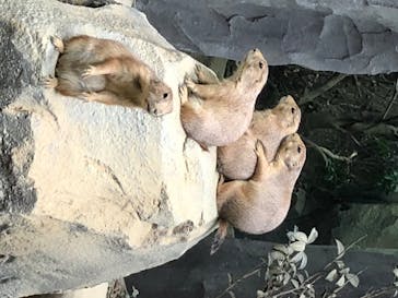 神戸どうぶつ王国に投稿された画像（2020/7/8）