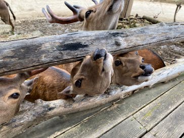 群馬サファリパークに投稿された画像（2020/7/8）