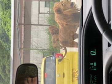 群馬サファリパークに投稿された画像（2020/7/8）