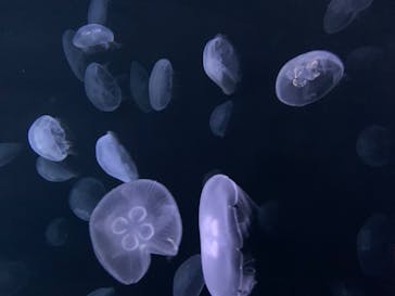 サンシャイン水族館に投稿された画像（2020/7/9）