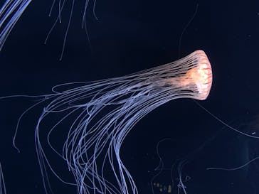 サンシャイン水族館に投稿された画像（2020/7/9）