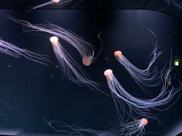 サンシャイン水族館に投稿された画像（2020/7/9）