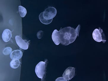 サンシャイン水族館に投稿された画像（2020/7/9）