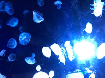 サンシャイン水族館に投稿された画像（2020/7/9）