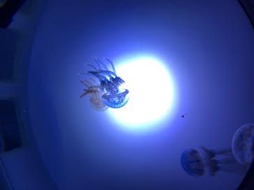 サンシャイン水族館に投稿された画像（2020/7/9）