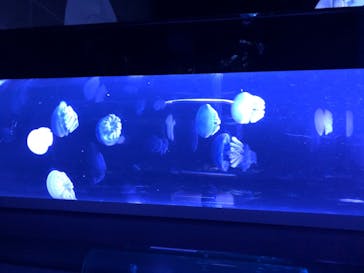 サンシャイン水族館に投稿された画像（2020/7/9）