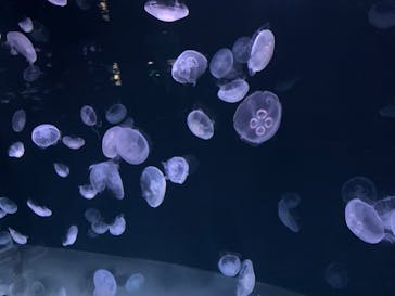 サンシャイン水族館に投稿された画像（2020/7/9）