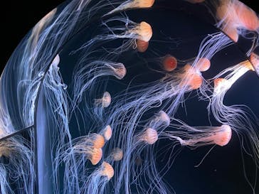 サンシャイン水族館に投稿された画像（2020/7/9）