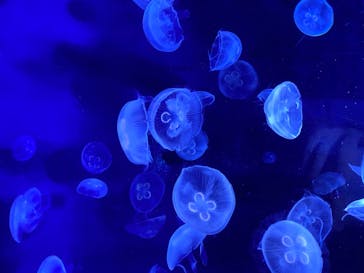 サンシャイン水族館に投稿された画像（2020/7/9）