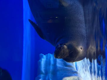 サンシャイン水族館に投稿された画像（2020/7/9）