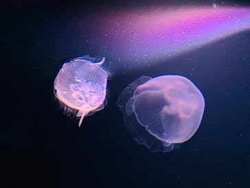 サンシャイン水族館に投稿された画像（2020/7/9）