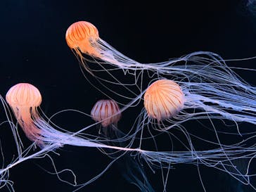 サンシャイン水族館に投稿された画像（2020/7/9）