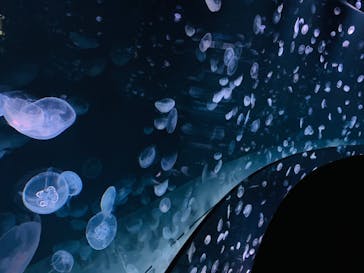 サンシャイン水族館に投稿された画像（2020/7/9）