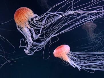 サンシャイン水族館に投稿された画像（2020/7/10）
