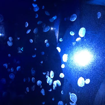 サンシャイン水族館に投稿された画像（2020/7/10）