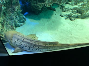 サンシャイン水族館に投稿された画像（2020/7/10）