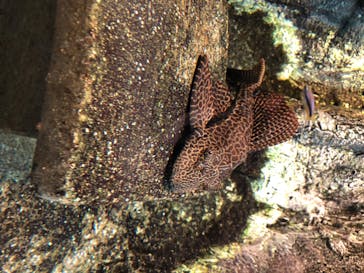 サンシャイン水族館に投稿された画像（2020/7/10）