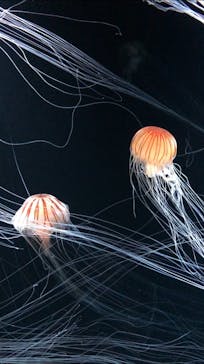 サンシャイン水族館に投稿された画像（2020/7/10）