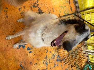 つくばわんわんランドに投稿された画像（2020/7/10）