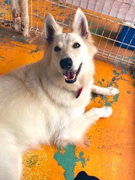 つくばわんわんランドに投稿された画像（2020/7/10）