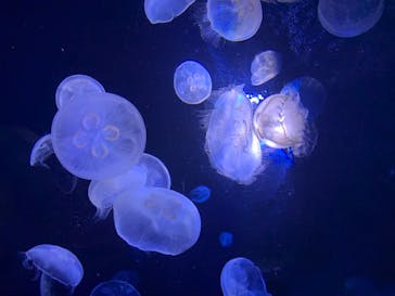 サンシャイン水族館に投稿された画像（2020/7/10）