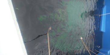 四国水族館に投稿された画像（2020/7/11）