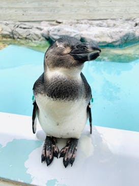 マリンワールド海の中道に投稿された画像（2020/7/11）