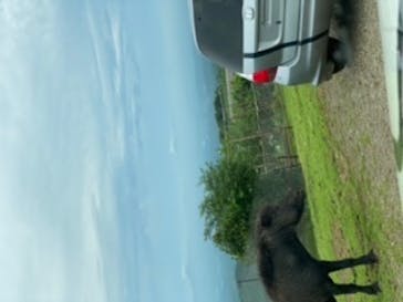 東北サファリパークに投稿された画像（2020/7/11）
