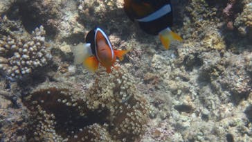 ダイビングショップ Sea Free（シーフリー）に投稿された画像（2020/7/11）